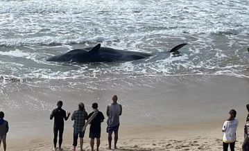Baleia de 11 metros encalha viva em Florianópolis e intriga especialistas (Reprodução/ND/ redes sociais)